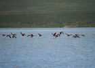 Zwaangans (Swan goose) Anser cygnoides - Ogii Nuur 14-08-2016 (8)